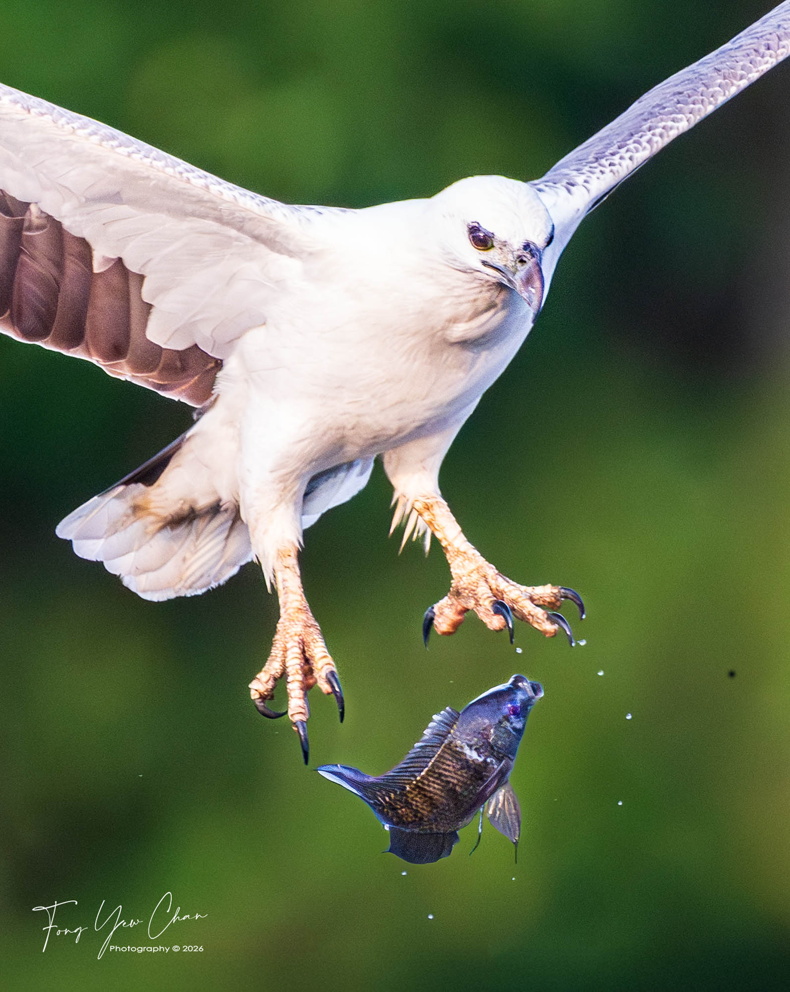 Krabi Overseas Workshop, Jan 2026